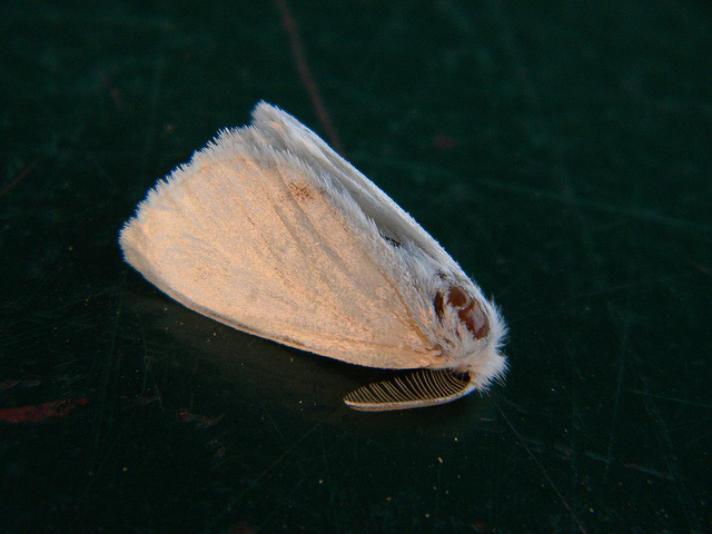 Potrebbe essere  Euproctis similis??